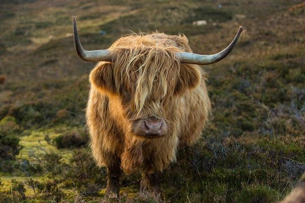 Scotland-The Isle of Skye Close-up of highland cow